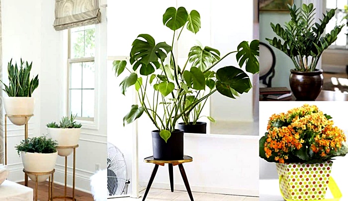 Plantas en macetas para decorar interiores