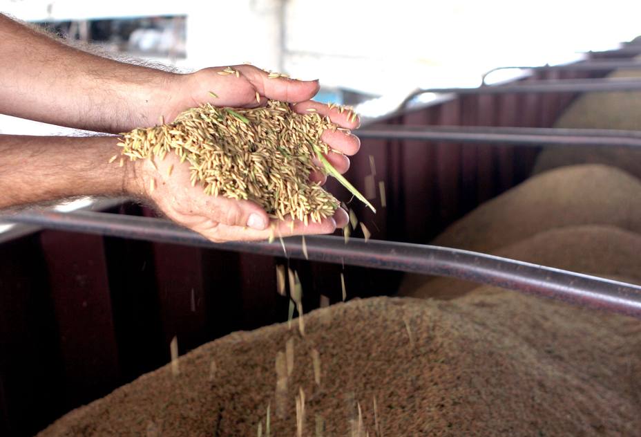 Fedeagro, advierte que la producción para este 2017, va por mal camino.